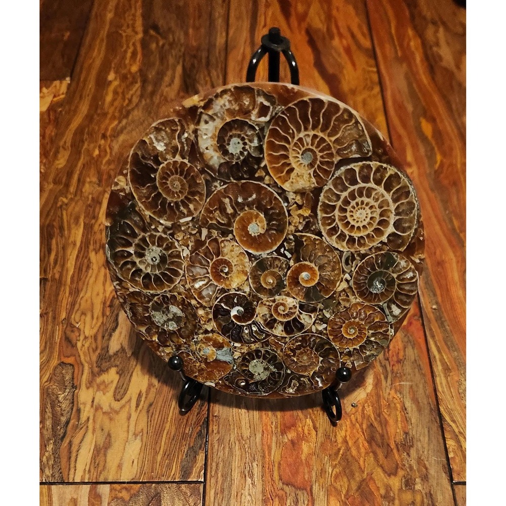 Polished Ammonite Fossil Disc Round Natural Stone Specimen Home Decor.
